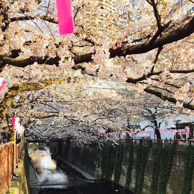 Golden_light__kimlichiwa__sakura__nofilter__dang